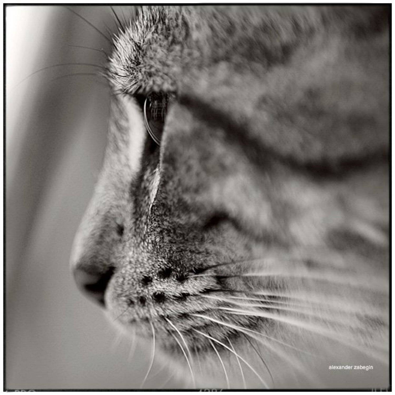 кошка, кот, турция, cat, zabegin, Alexander Zabegin