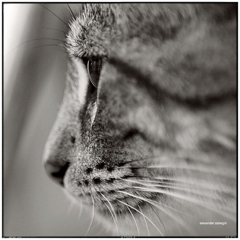 кошка, кот, турция, cat, zabegin про_турецкую_кошку фото превью