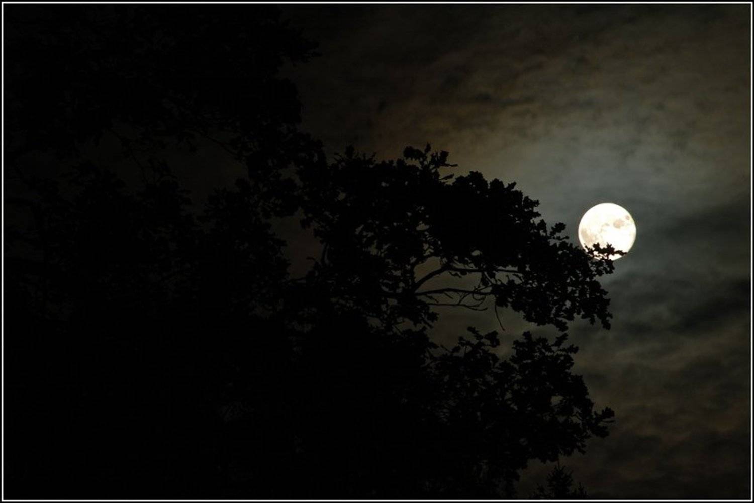 луна, ночь, волки, выть, Капустин Николай