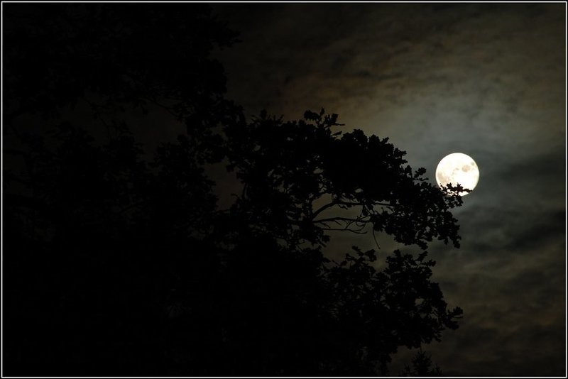 луна, ночь, волки, выть Выть на луну или пятница 13-е. фото превью