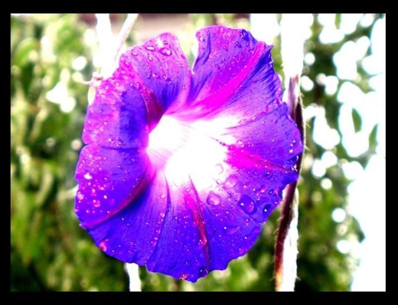 утро фото превью