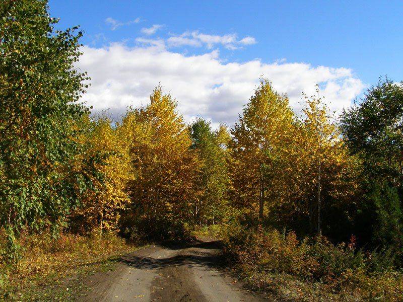 дерево, осень, дорога, ABone