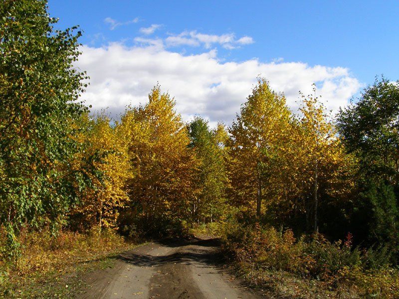дерево, осень, дорога Контрасты фото превью