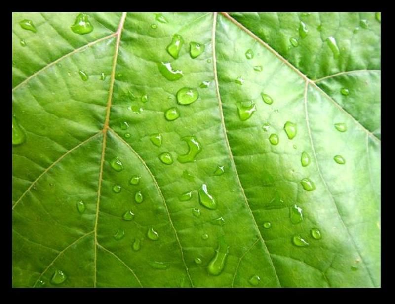 макро листок фото превью