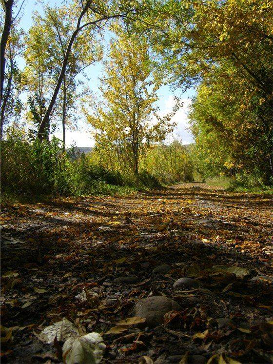 лес, дорога, осень, ABone