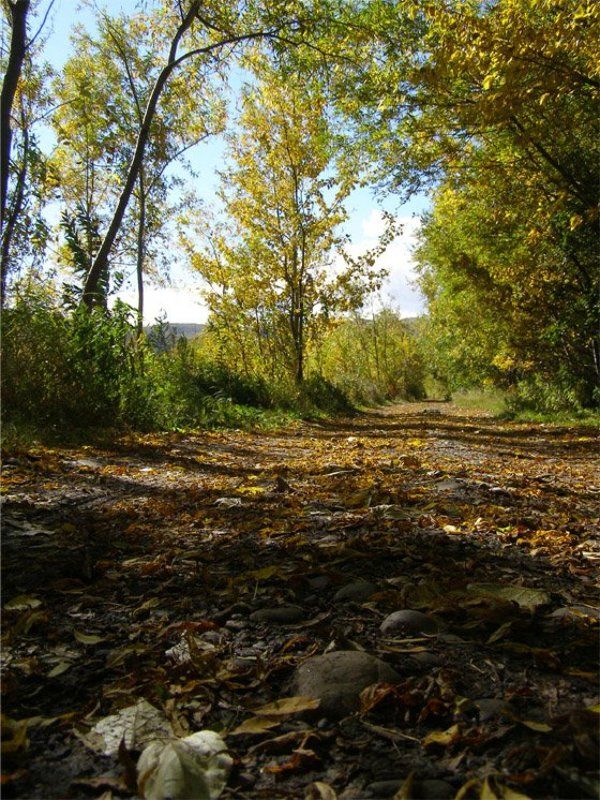 лес, дорога, осень Лесная дорога фото превью