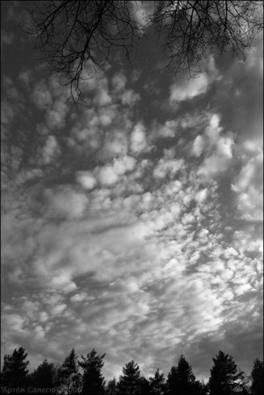 небо, ветки, лес, пейзаж, вечер, природа Ветки и небо фото превью