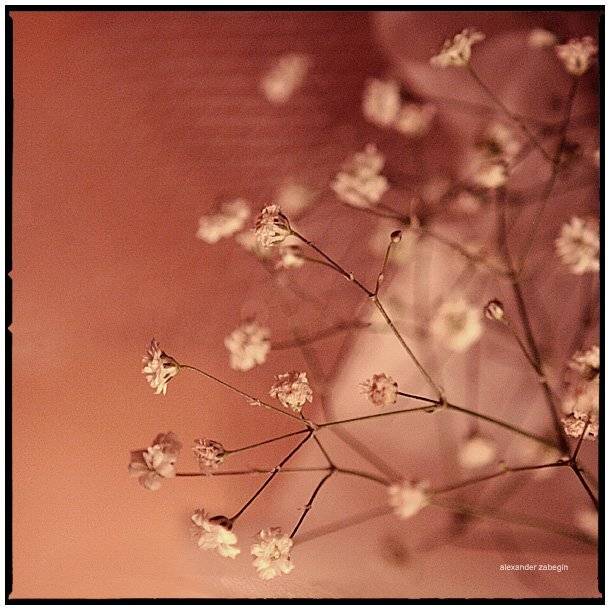 цыетуёчки, цветы, flower, flowers, zabegin, Alexander Zabegin