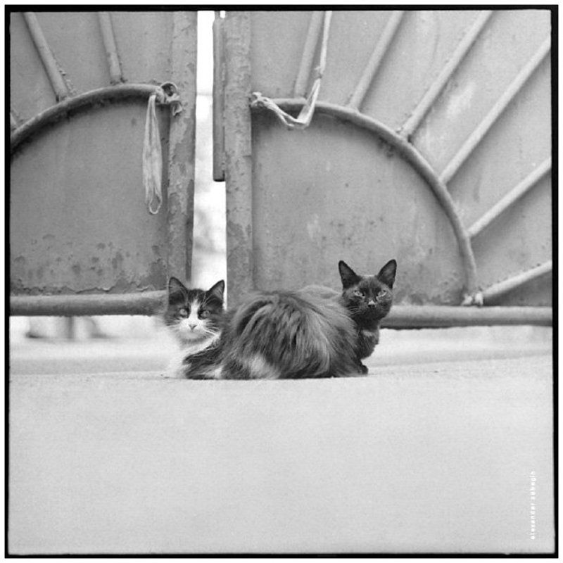 другая москва, москва, улица, moscow, street, кошка, кот, cat, zabegin 004 фото превью