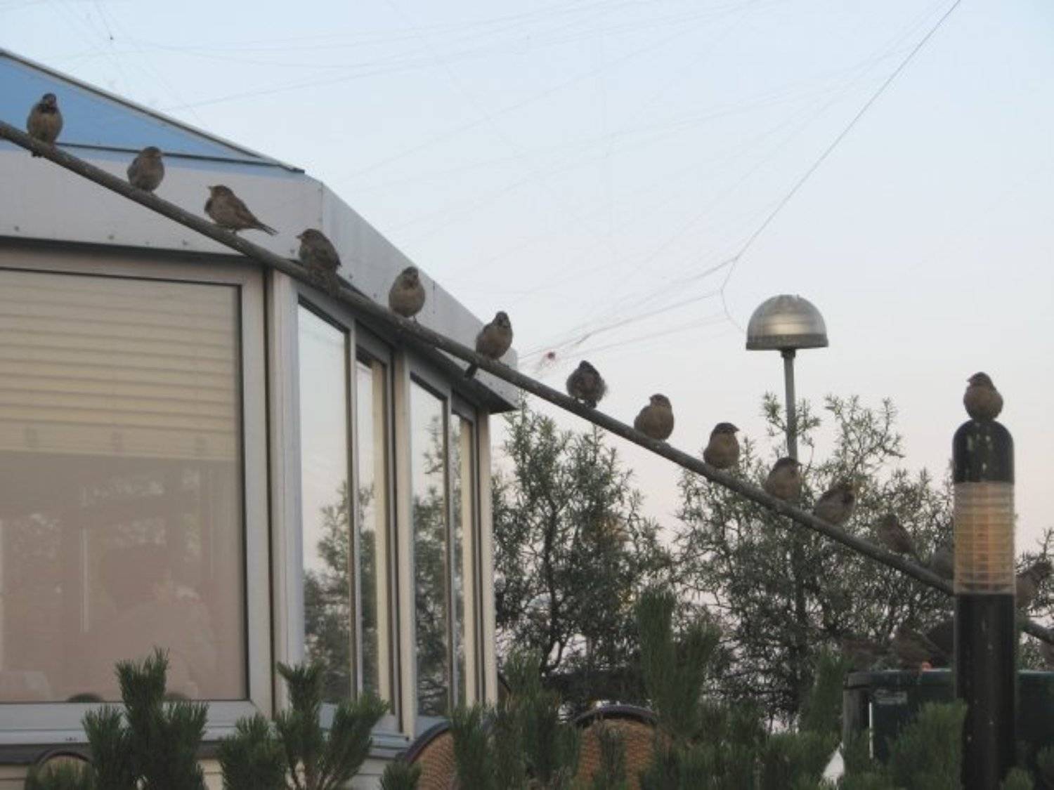 воробьи, lena