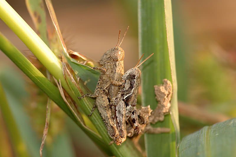 макро, насекомые Кобылки фото превью