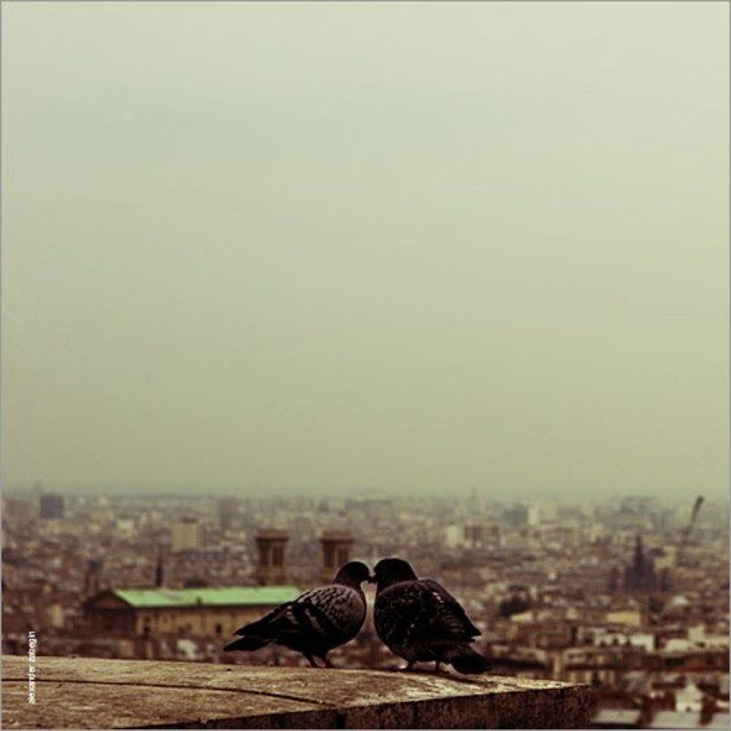 paris, montmartre, париж, монмартр, голуби, love about_love фото превью