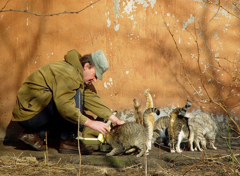 улица, кошки Обед фото превью
