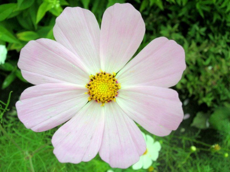 цветок, цветы, макромир ICQ ( Online ) фото превью