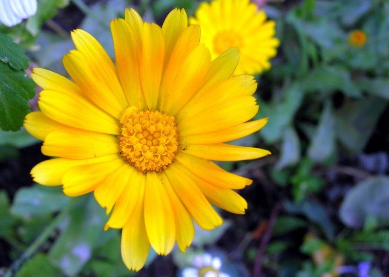 цветок, цветы, макромир ICQ ( Away ) фото превью