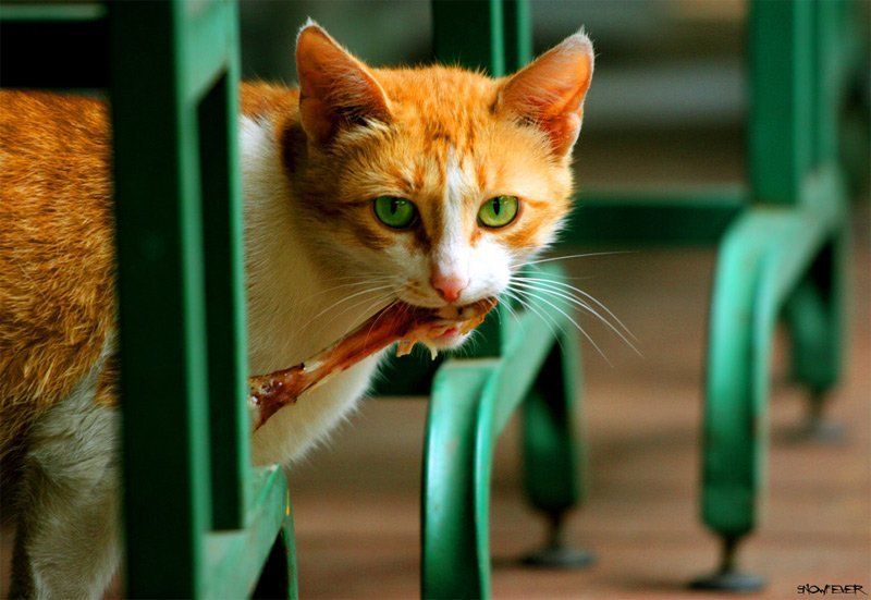 kot, koshka, leto, snowfever, sedinkin vladimir koshka фото превью