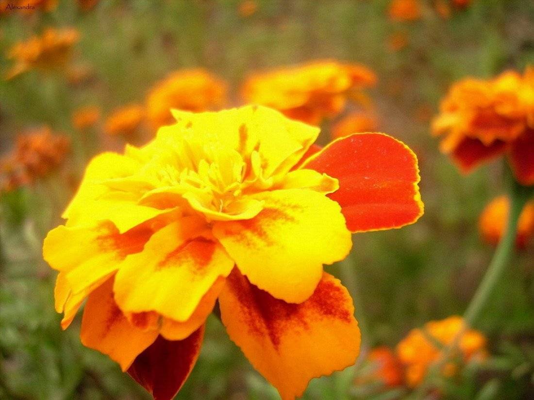 Flower, Alexandra