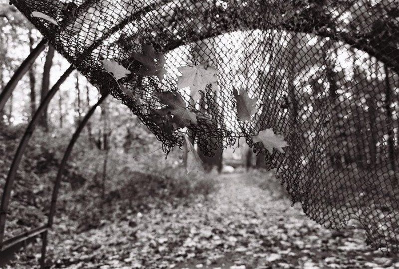 ч/б, ilford, осень, листья Занавес фото превью