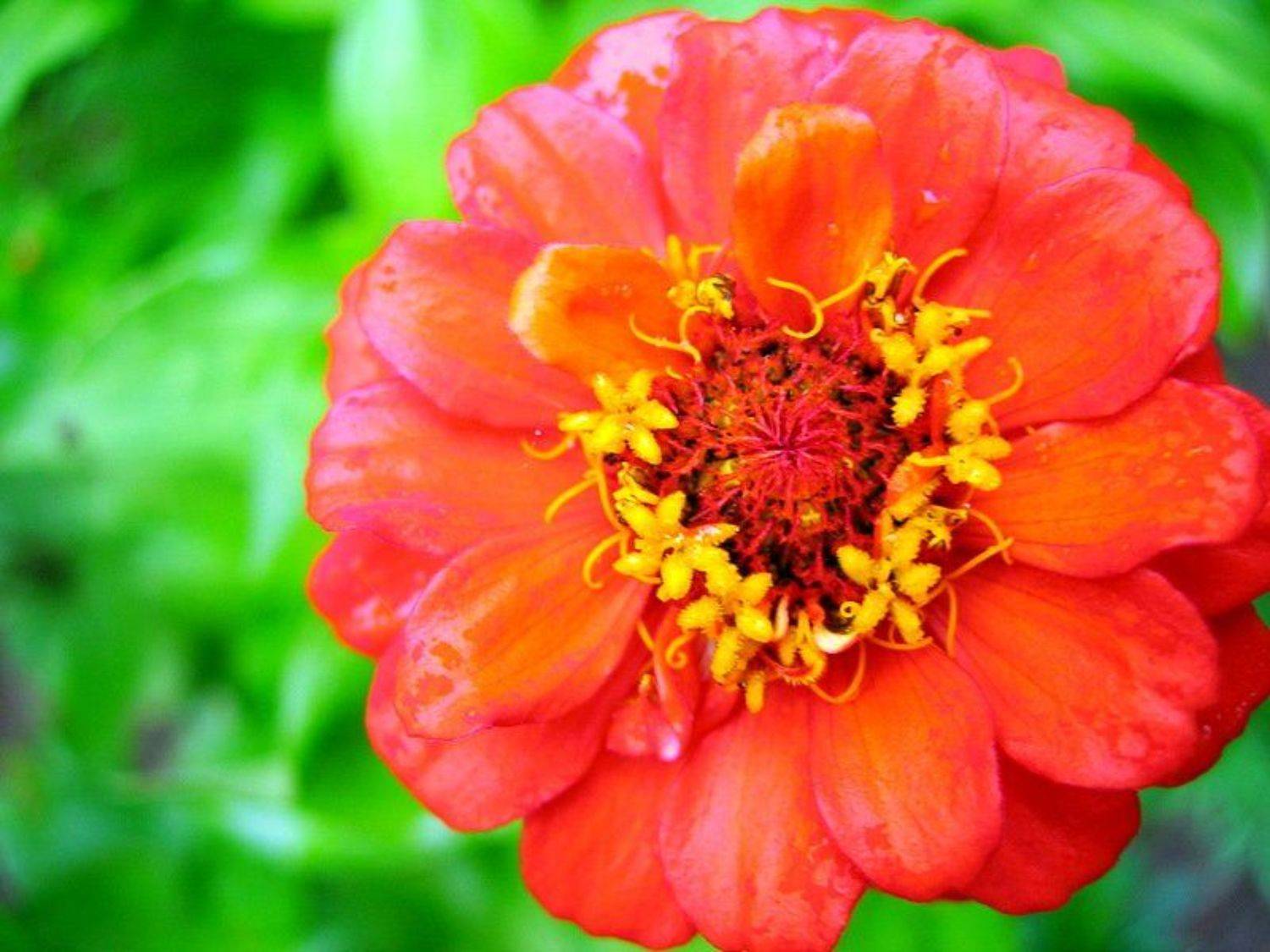 цветок, цветы, макромир, TeleMemo