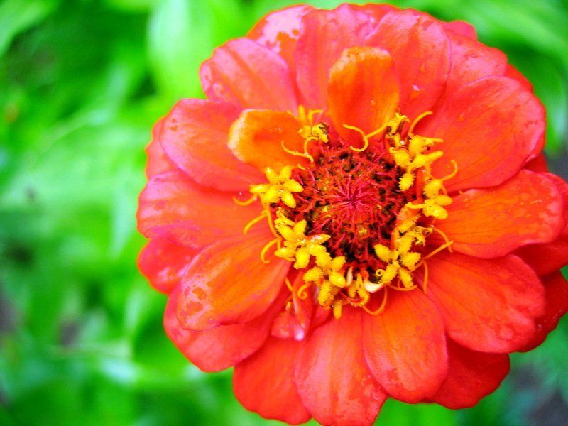 цветок, цветы, макромир ICQ ( Evil ) фото превью