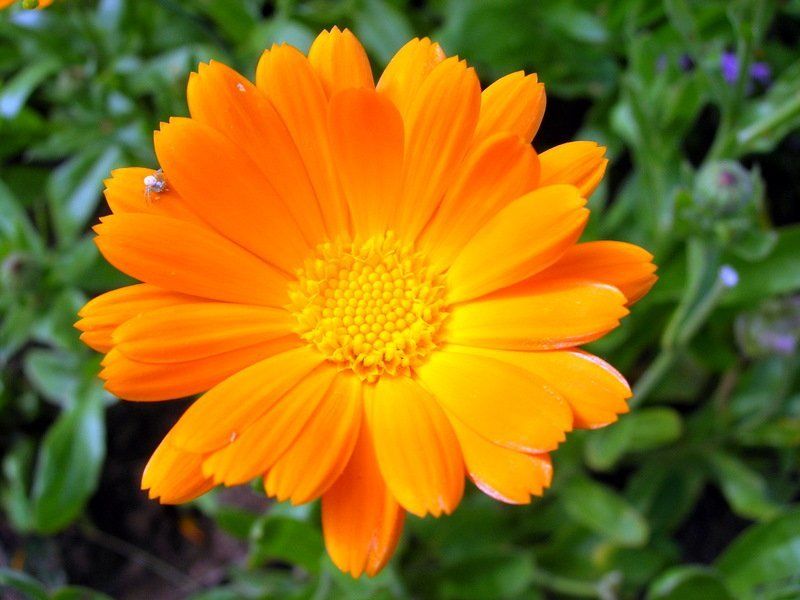 цветок, цветы, макромир, паук ICQ ( Free for chat ) фото превью