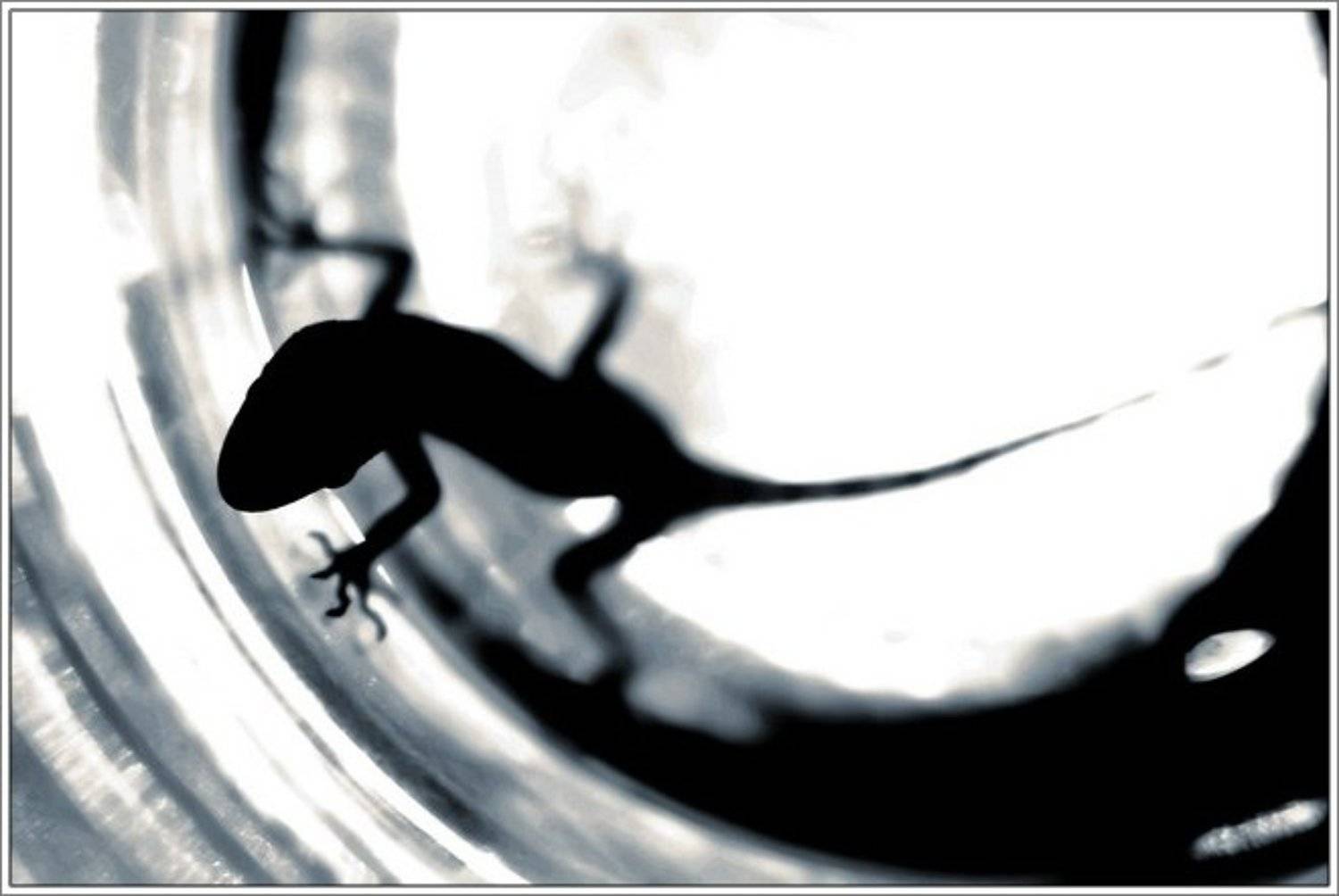 геккон, стакан, Египет, рептилия, животные, путешествия, SlyIojik