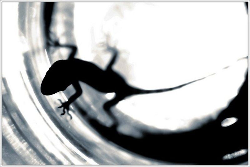 геккон, стакан, Египет, рептилия, животные, путешествия Геккон в стакане фото превью