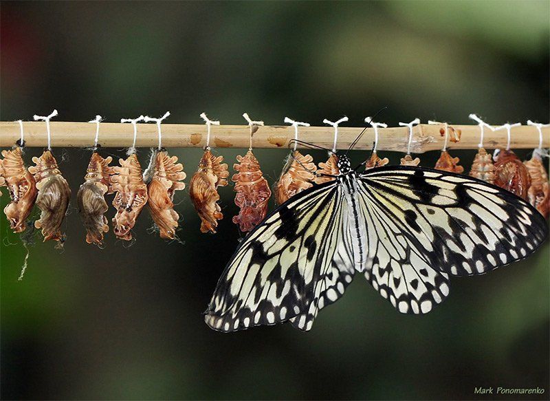 бабочка, коконы, насекомые, макро за минуту до первого взлета... фото превью