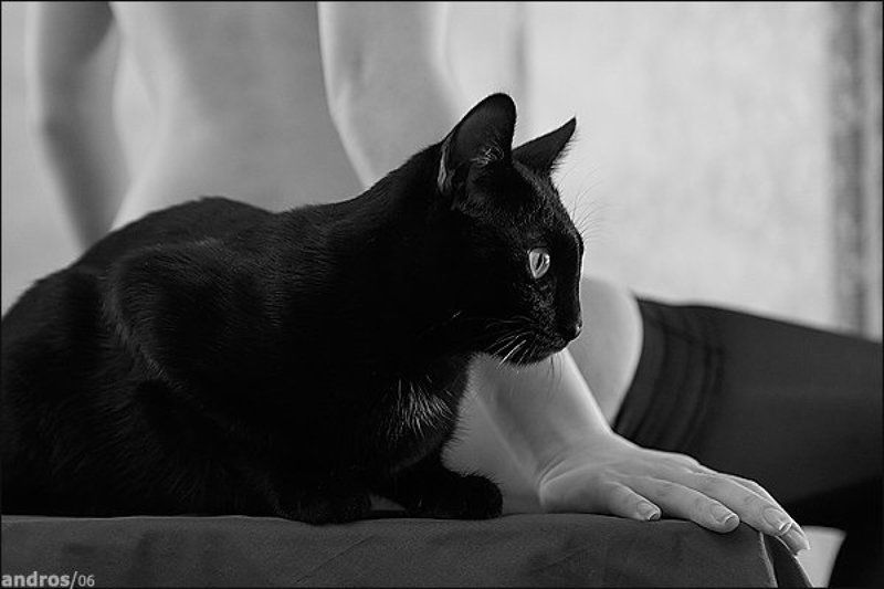 киски, кошки, ню Друзья человека фото превью