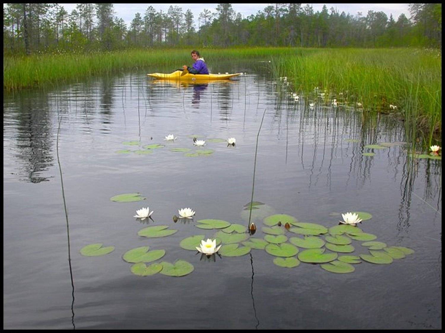 Карелия, Владимир
