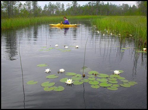 Белые кувшинки и желтый каяк