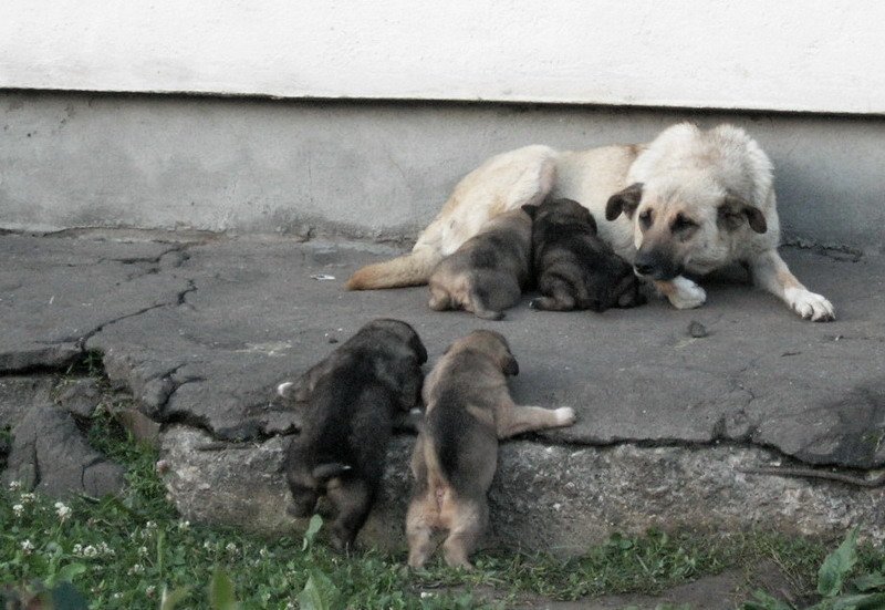 собака, с, четырьмя, щенятами Мать-Одиночка фото превью