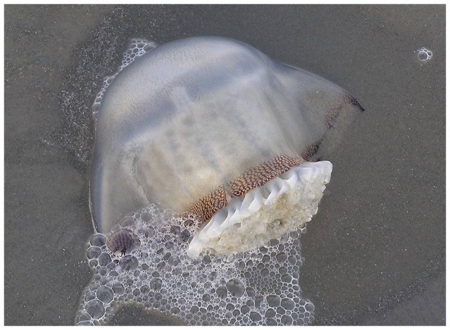 медуза, море, отражения, Екатерина