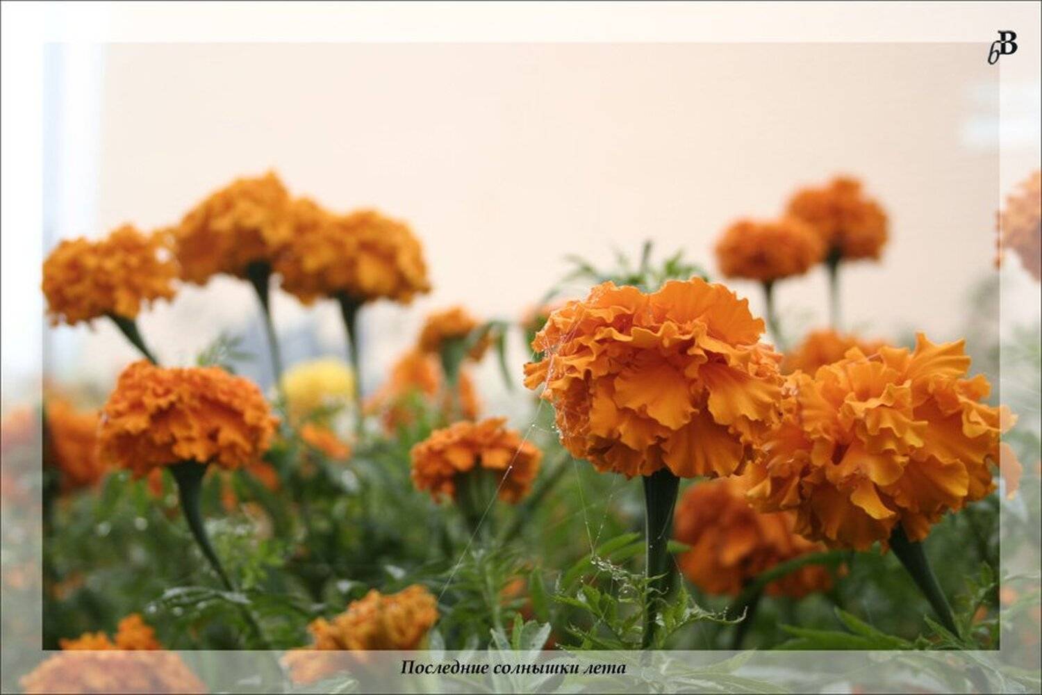 , Вениамин Бакалинский