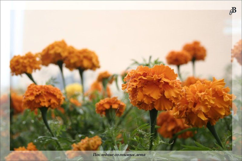 Последние солнышки лета фото превью
