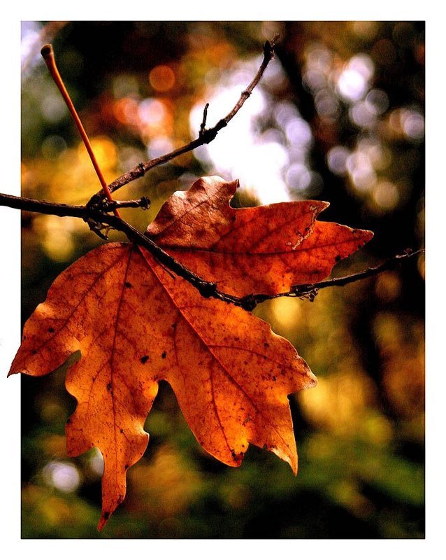 Зацепился фото превью