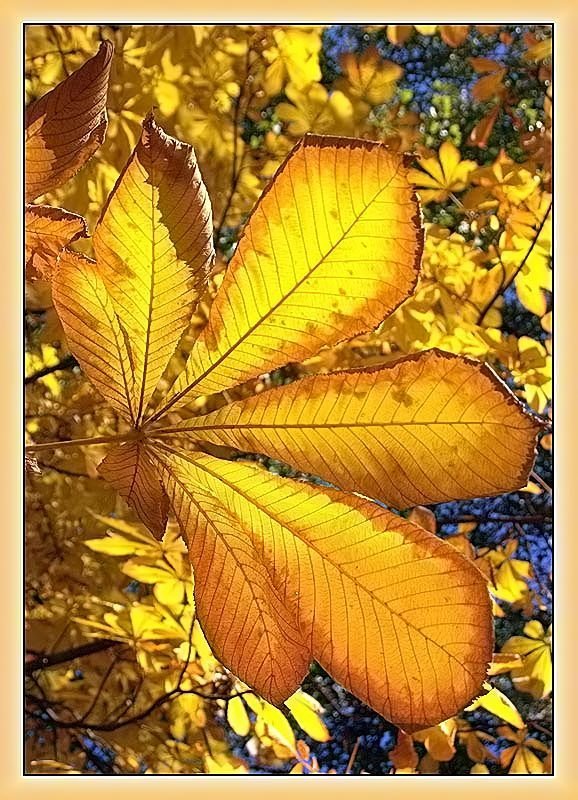 Осенний веер фото превью