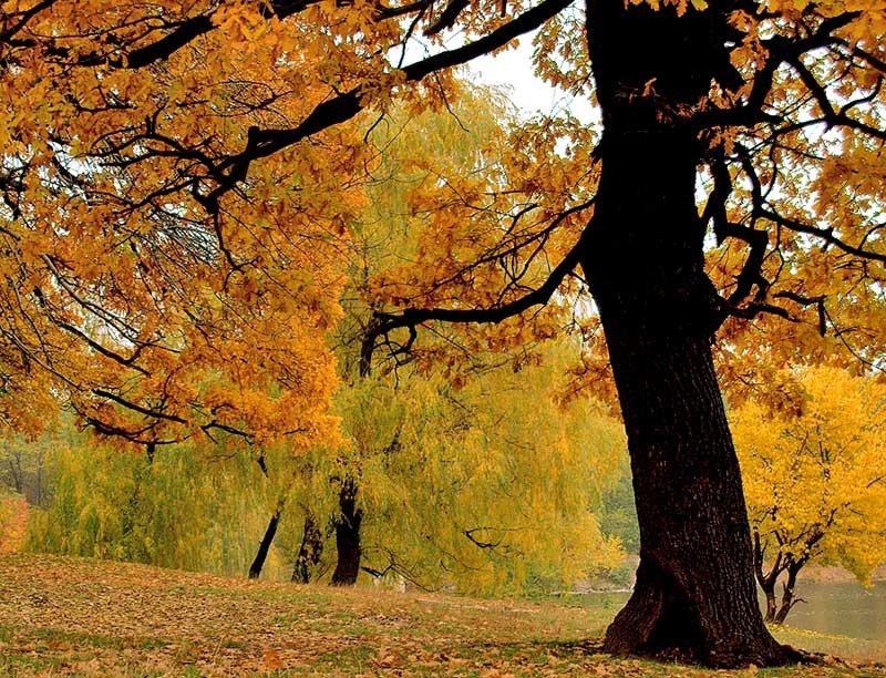 Золотая осень фото превью