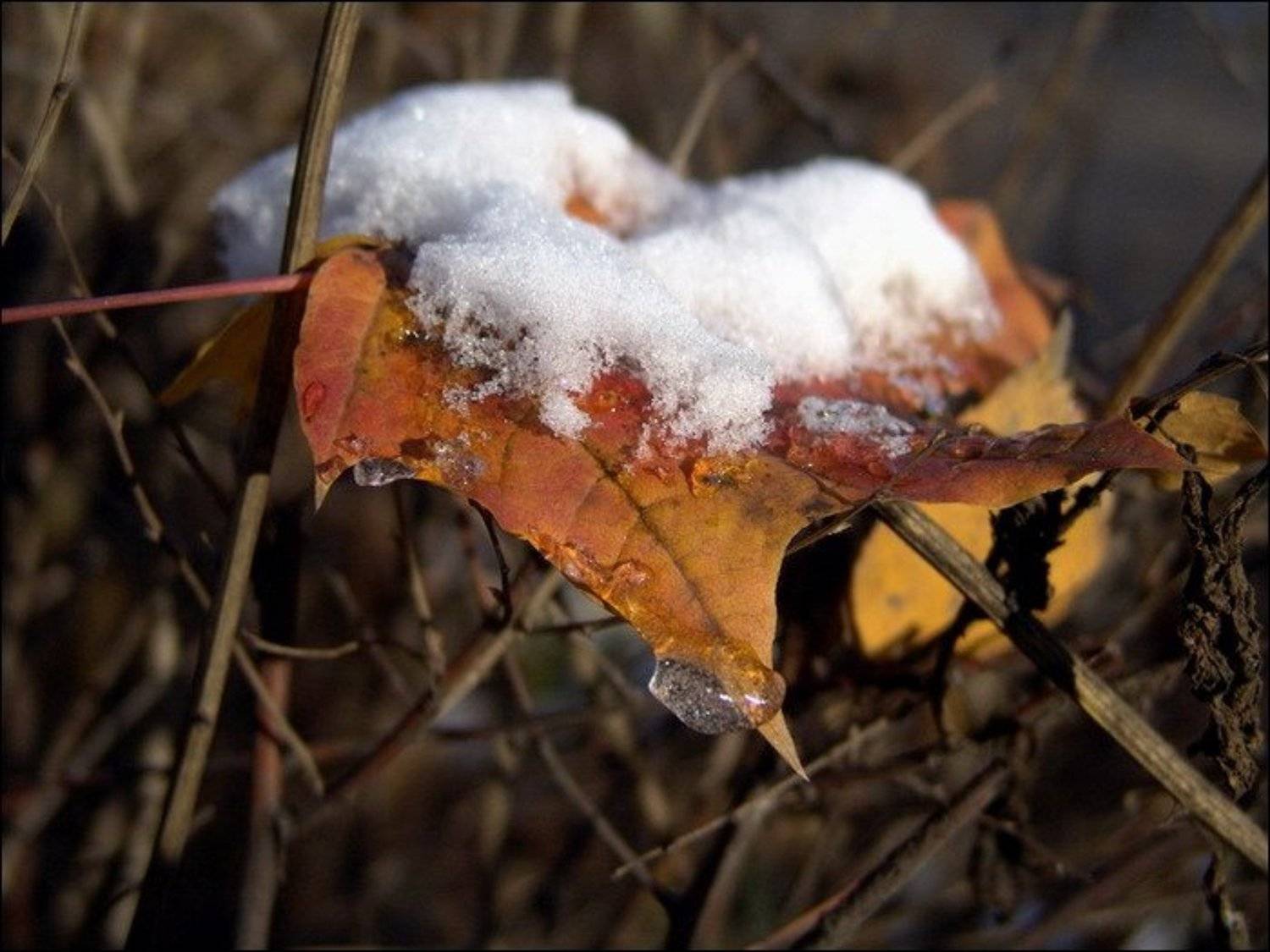 осень, зима, снег, листья, ju4a