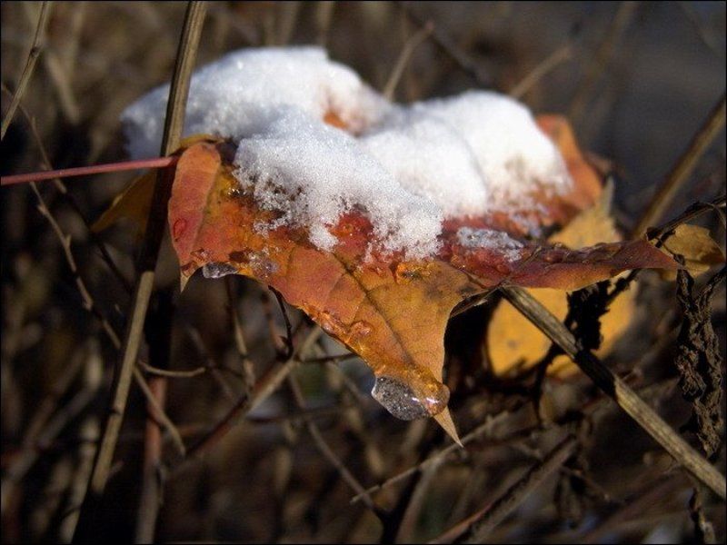 осень, зима, снег, листья Бутерброд фото превью