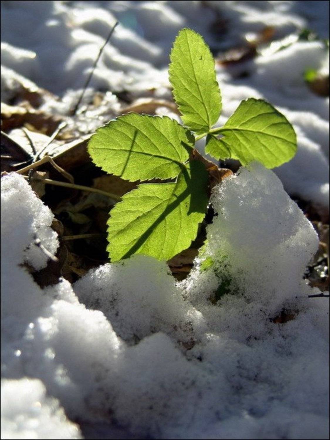 снег, листья, зима, ju4a