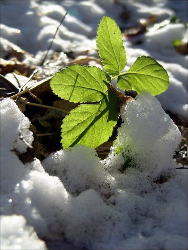 снег, листья, зима Зима, говорите? фото превью