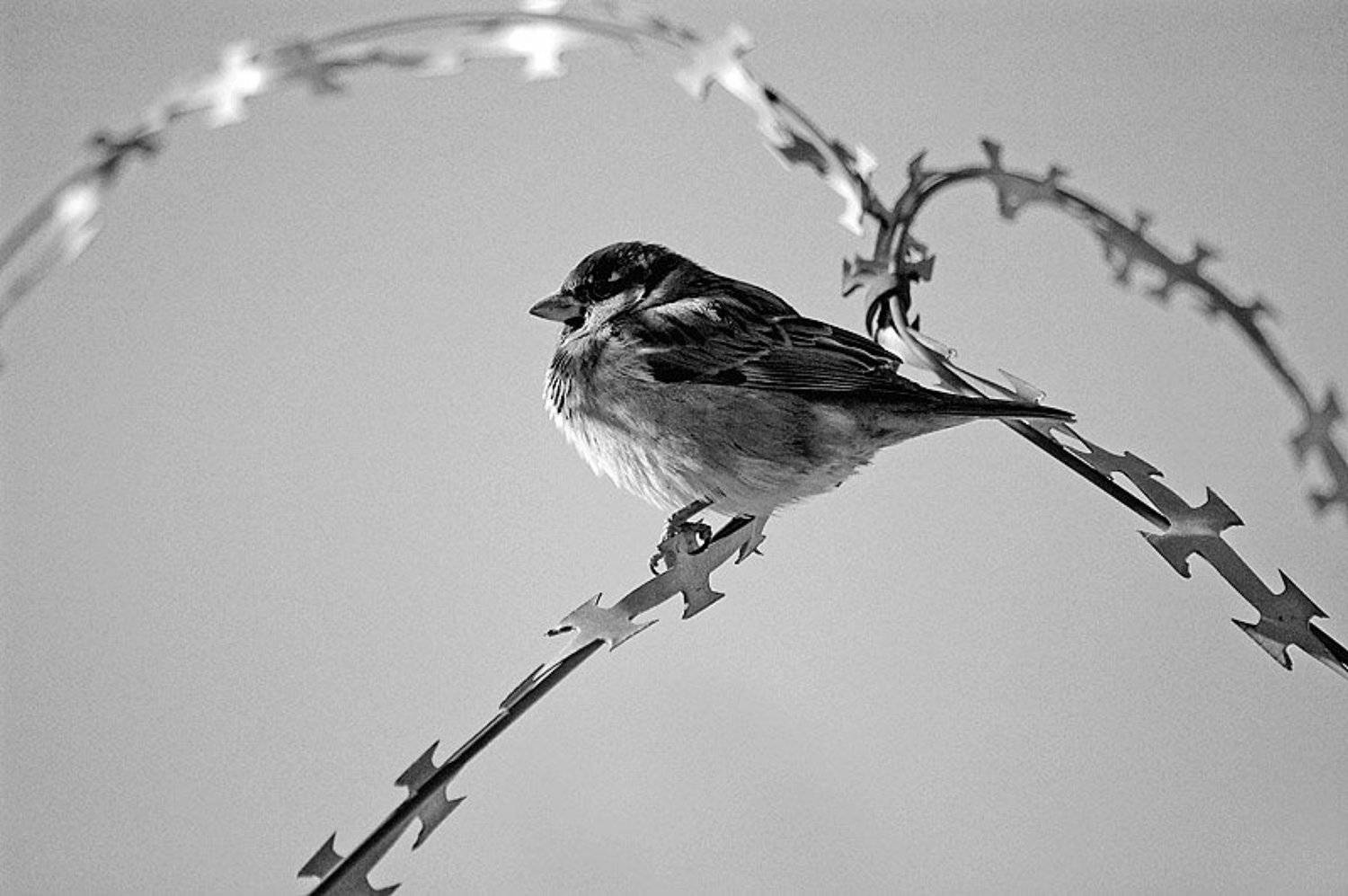 воробей, птица, черно-белое, Racoon