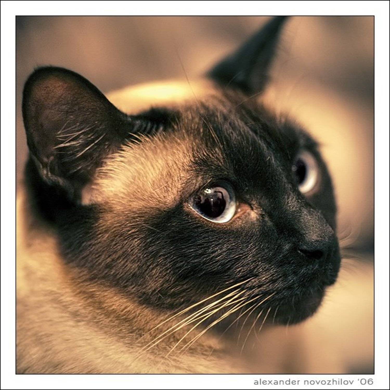 руна, животные, кошки, cat, runa, animals, Zerkalka