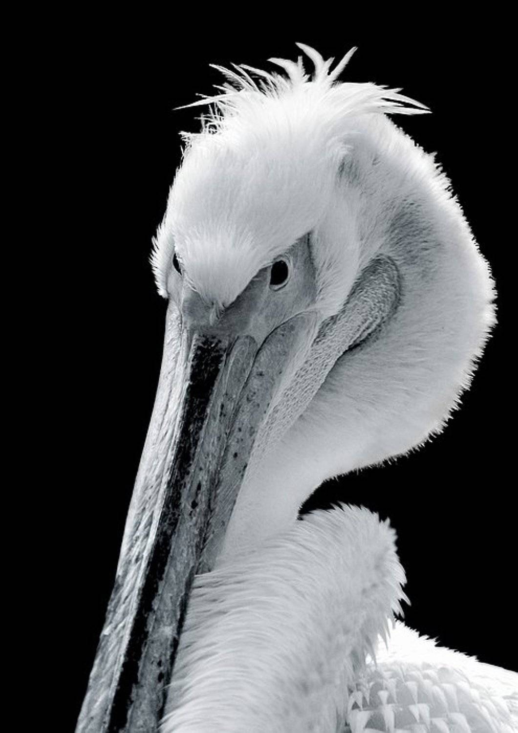 пеликан, птицы, портрет, животные, Марк Пономаренко