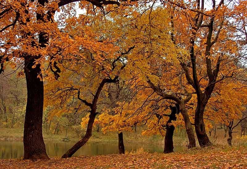 Осенний мармелад фото превью