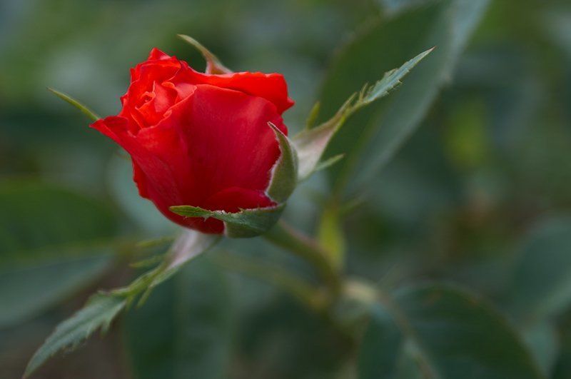 роза * * * фото превью