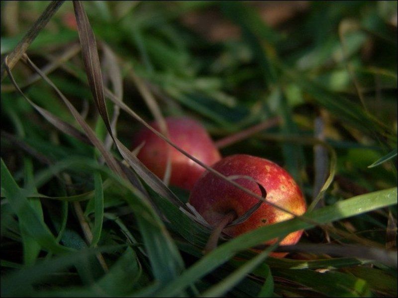 яблоки, осень, свет Тепло... фото превью