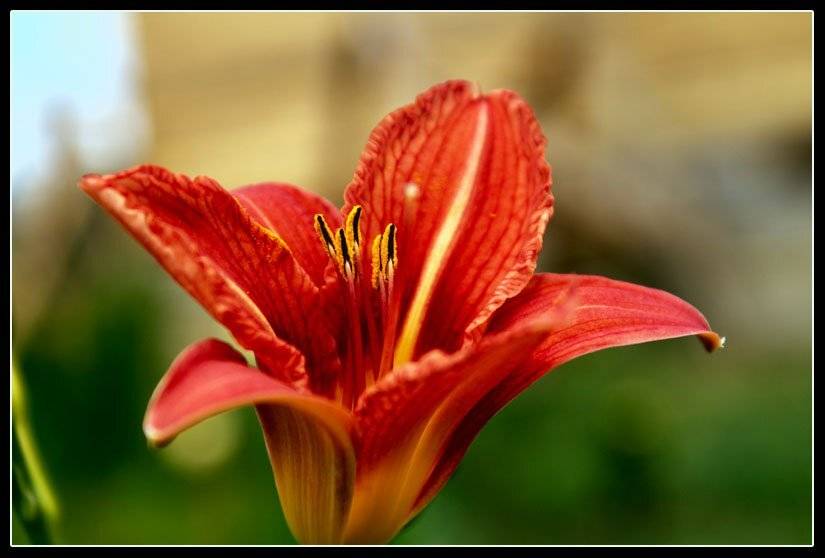 лилия, природа, цветы, Fantom