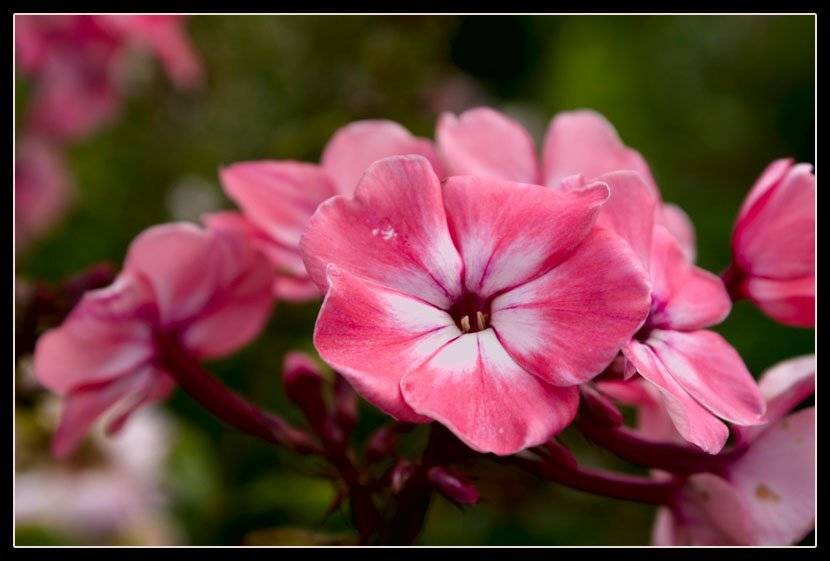 флокс, цветы, природа, Fantom